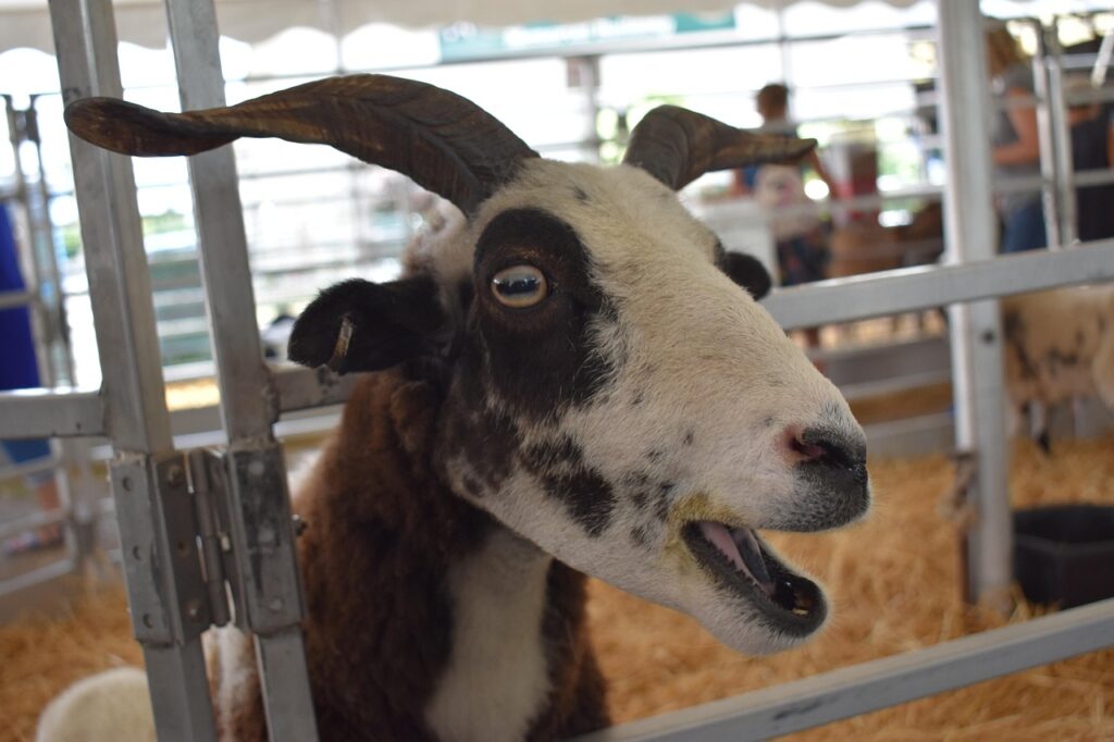 goat, face, happy, brown, white, horns, silly, animal, horn, horned, nature, wildlife, farm, barn, meme, rural, meme, meme, meme, meme, meme